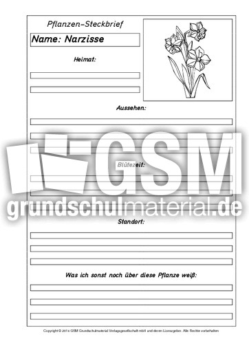 Pflanzensteckbriefvorlage-Narzisse-1-SW.pdf